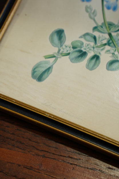 Set of Four - Antique Botanical Lithographs, Hand Colored Flower Prints