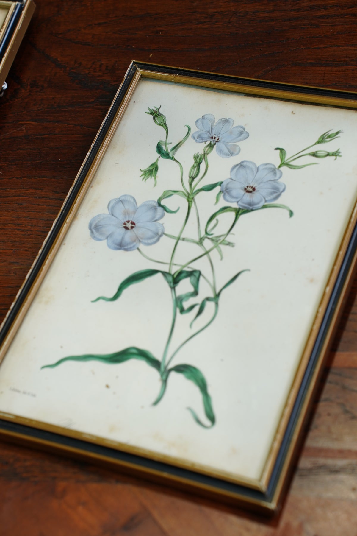 Set of Four - Antique Botanical Lithographs, Hand Colored Flower Prints