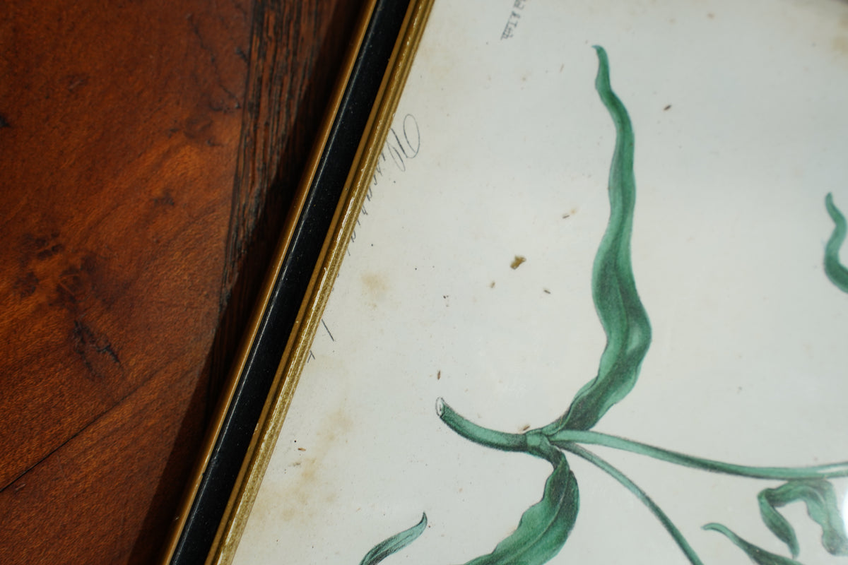 Set of Four - Antique Botanical Lithographs, Hand Colored Flower Prints