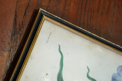 Set of Four - Antique Botanical Lithographs, Hand Colored Flower Prints