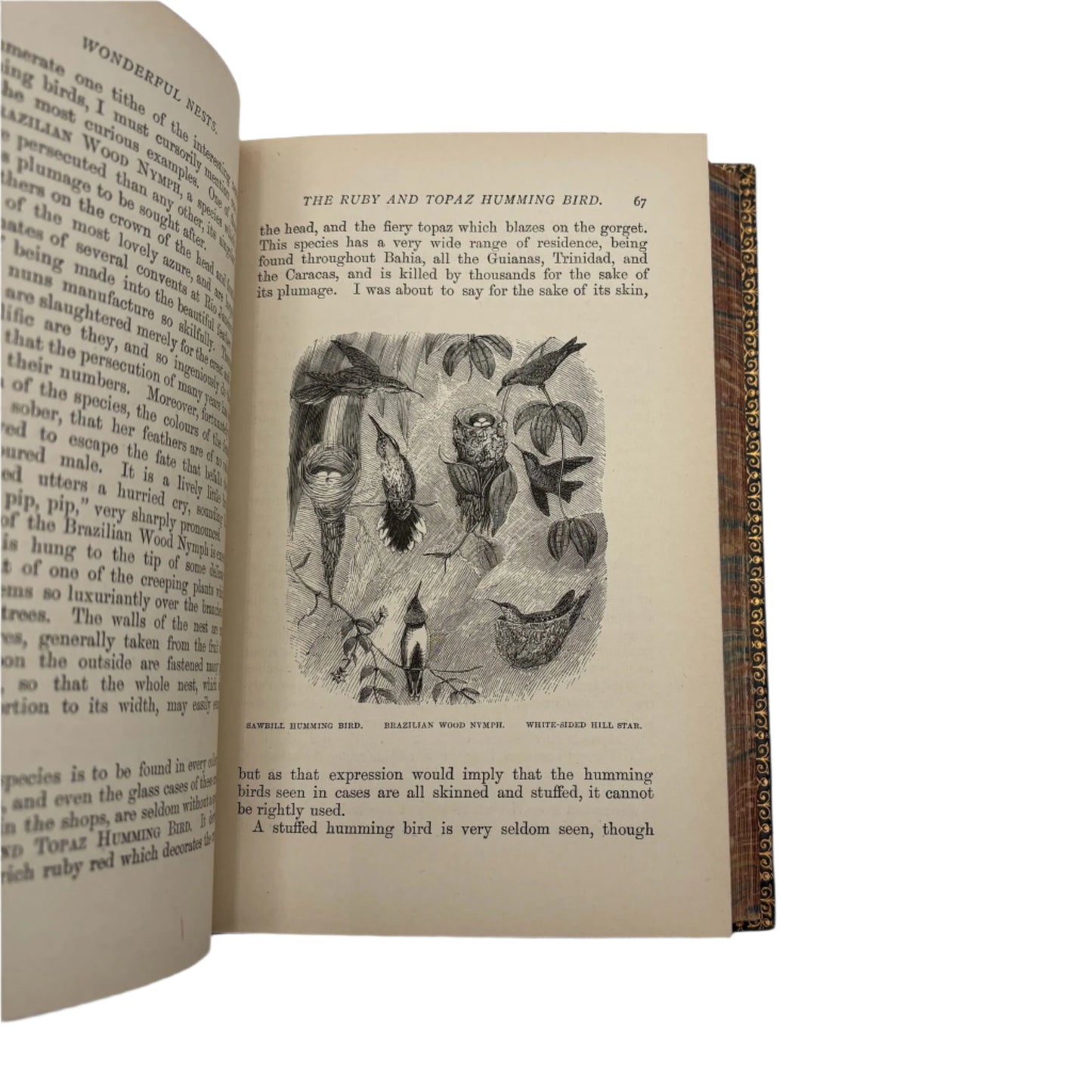 1892 Nature "Wonderful Nests" Blue Full Leather Prize Binding Book, Antique Bird Book