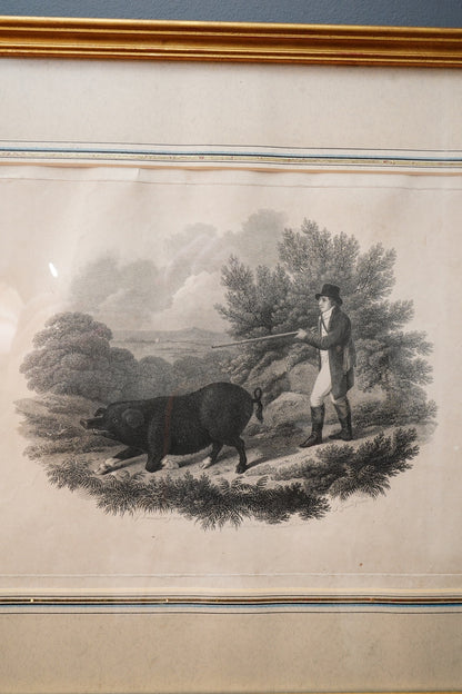 19th-Century Hand-Colored Engraving: Boar Hunting Scene, Circa 1870