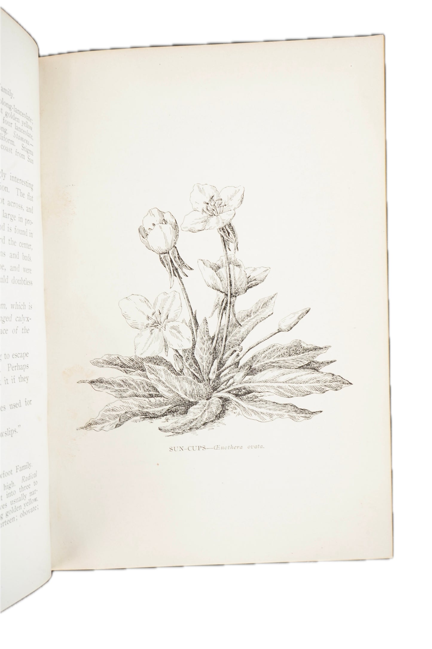 1909 Mary Elizabeth Parsons The Wild Flowers of California