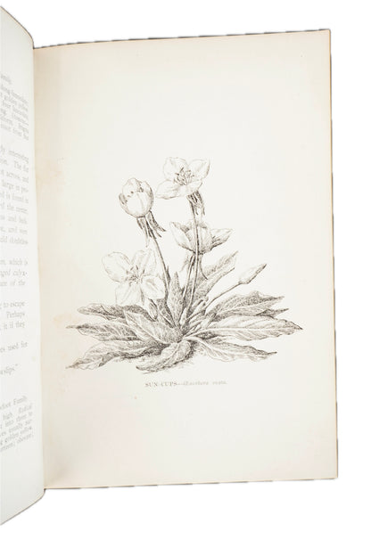 1909 Mary Elizabeth Parsons The Wild Flowers of California