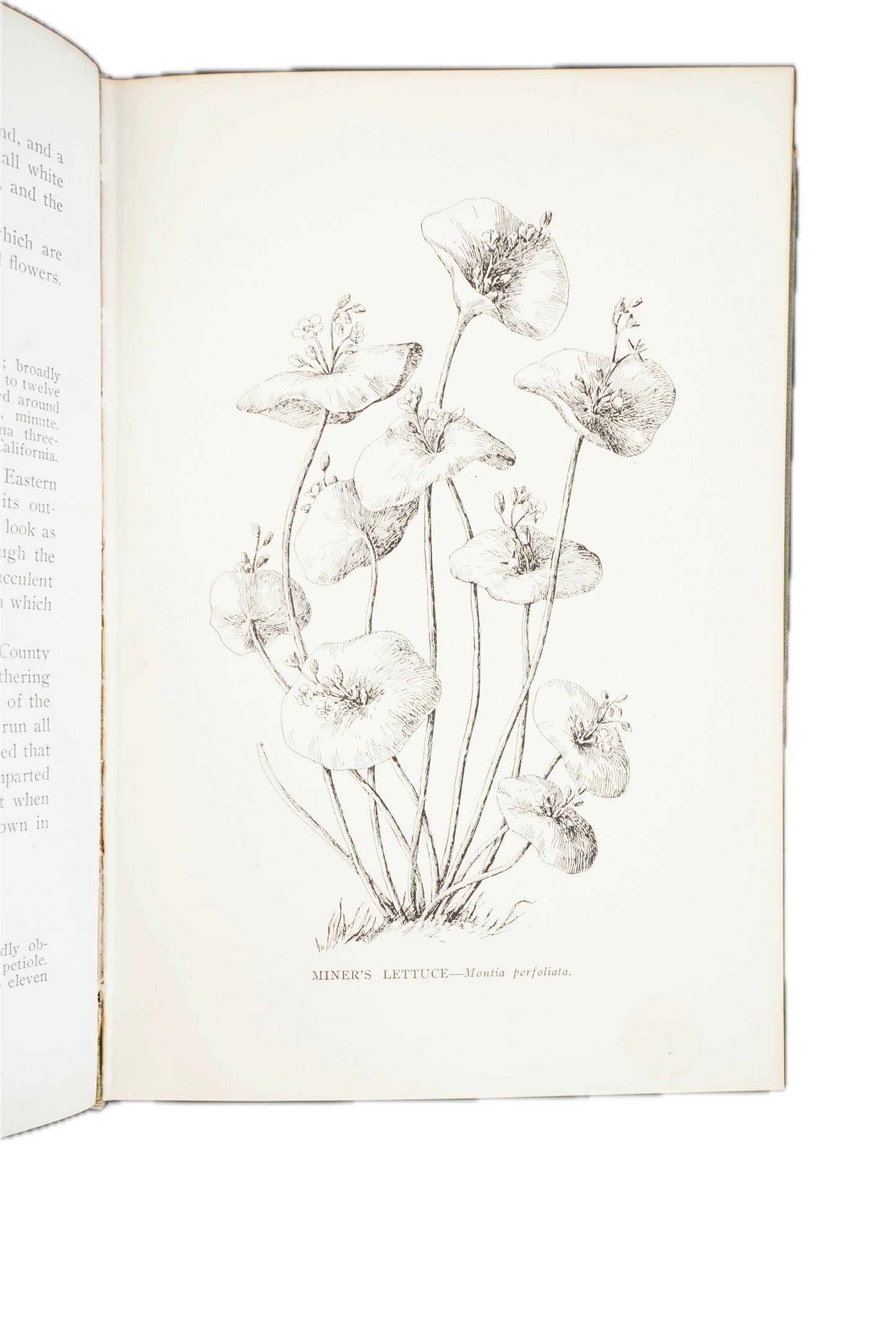 1909 Mary Elizabeth Parsons The Wild Flowers of California