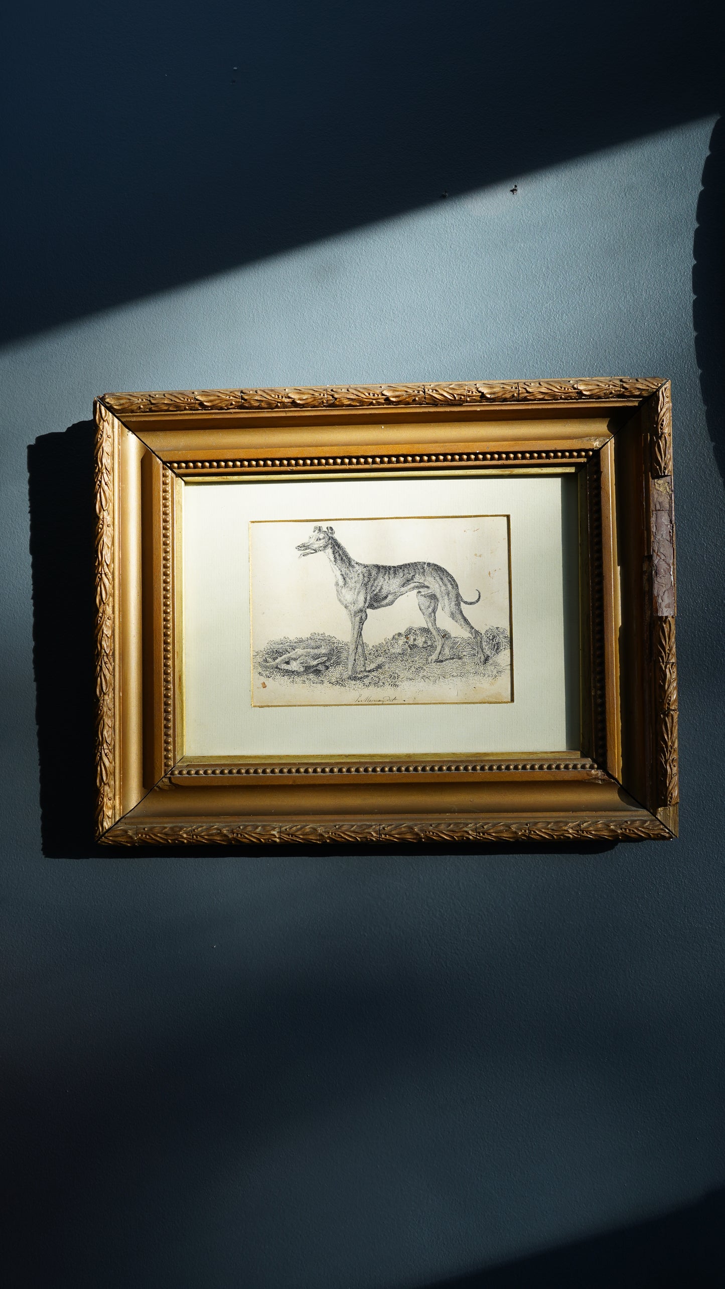 18th-Century British Sporting Etching of a Greyhound | After P. Murray, Delt.