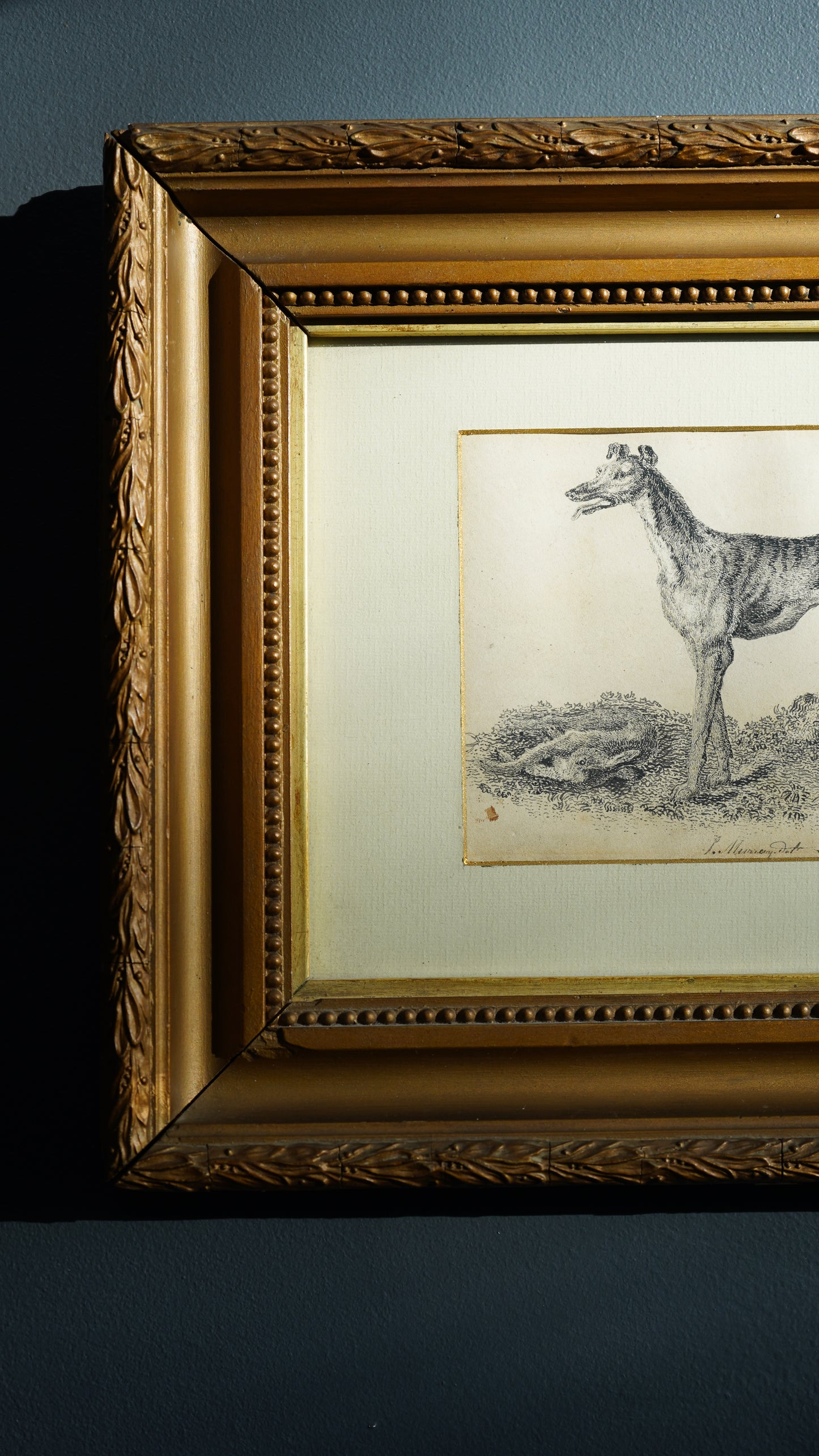 18th-Century British Sporting Etching of a Greyhound | After P. Murray, Delt.