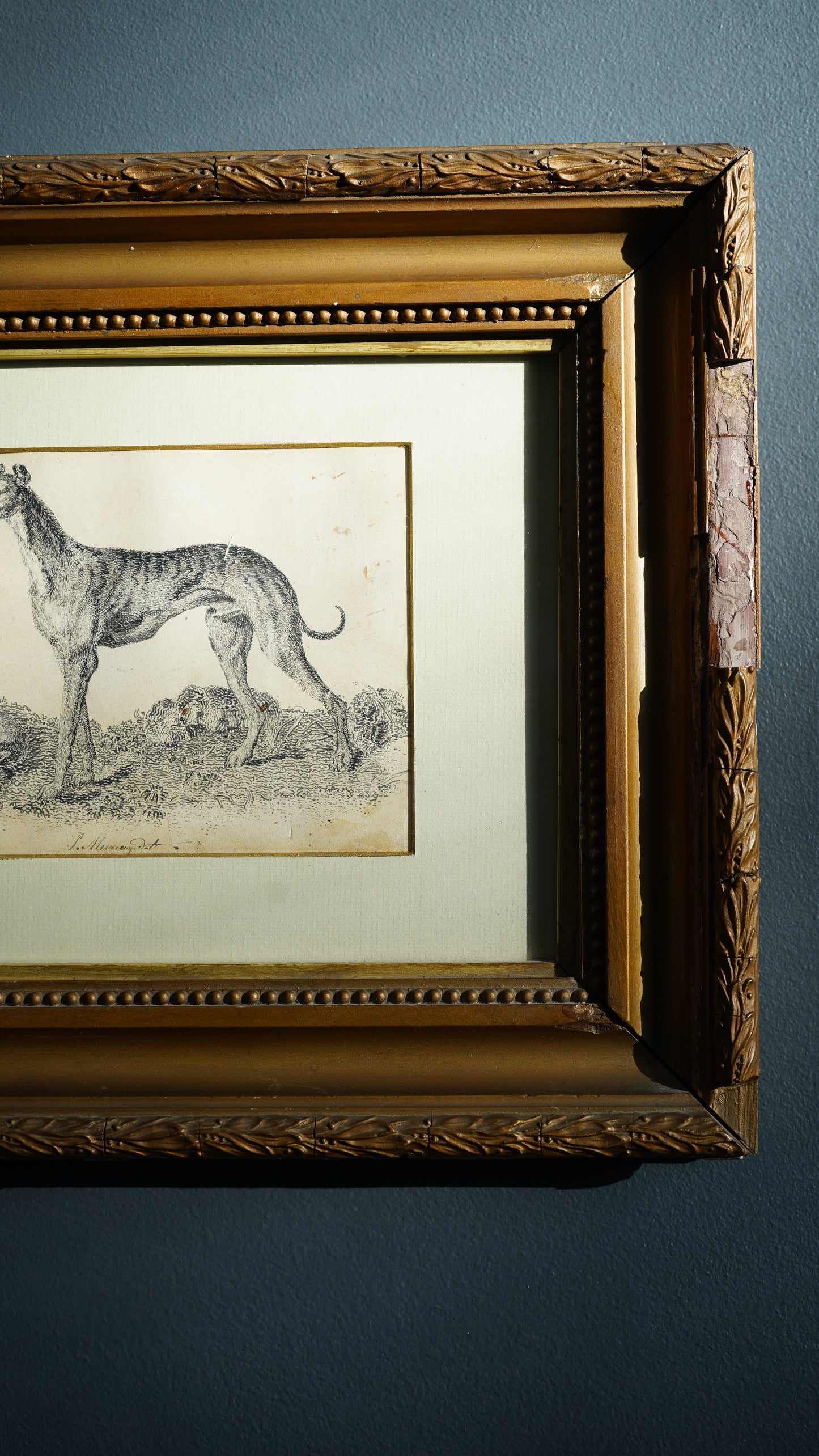 18th-Century British Sporting Etching of a Greyhound | After P. Murray, Delt.