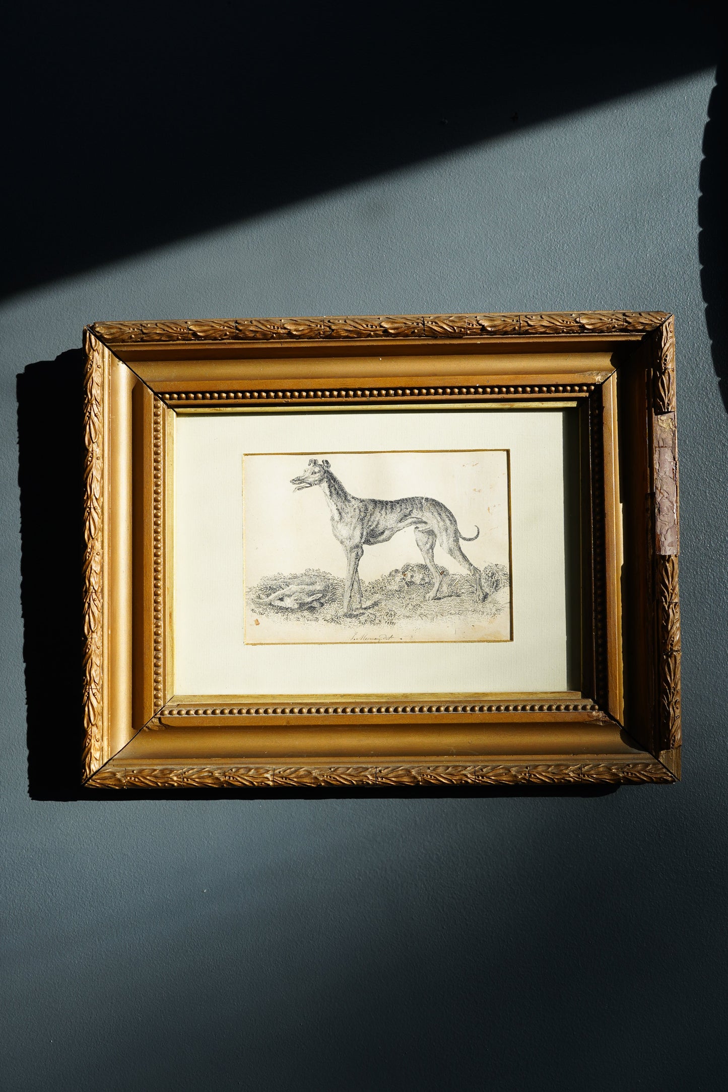 18th-Century British Sporting Etching of a Greyhound | After P. Murray, Delt.