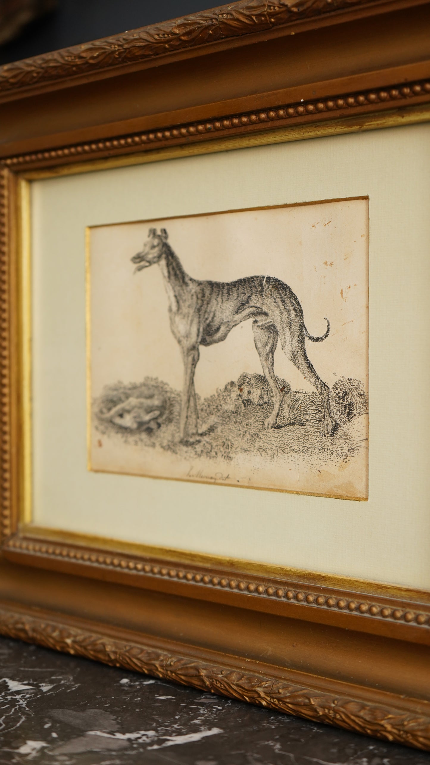 18th-Century British Sporting Etching of a Greyhound | After P. Murray, Delt.