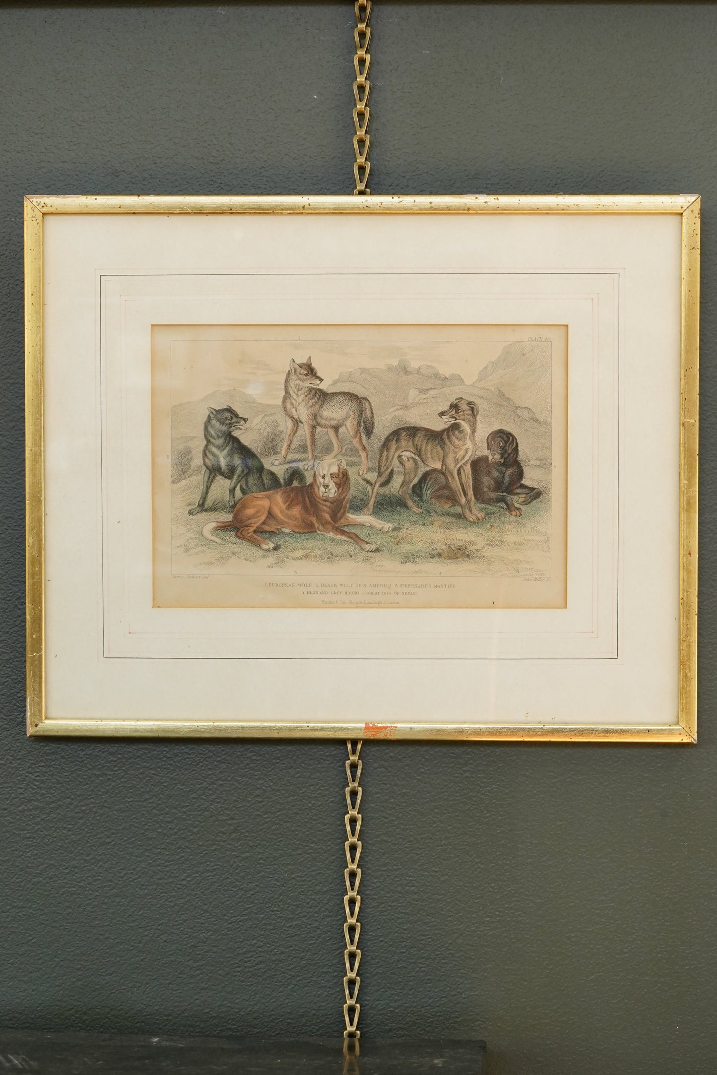 Antique Blackie & Son Hand-Colored Engraving, Wolves and Dogs