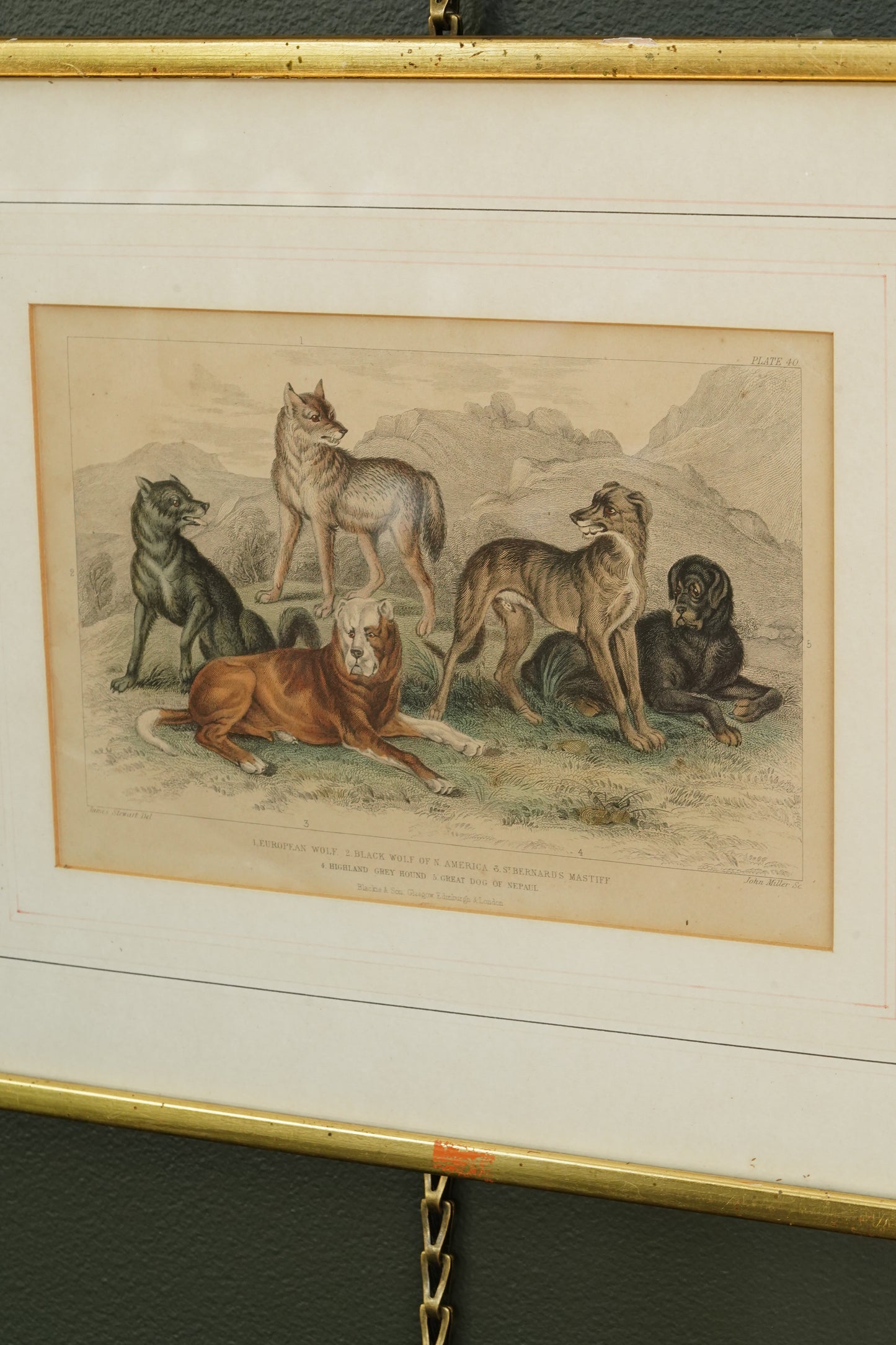 Antique Blackie & Son Hand-Colored Engraving, Wolves and Dogs