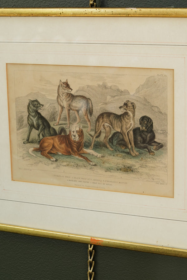 Antique Blackie & Son Hand-Colored Engraving, Wolves and Dogs
