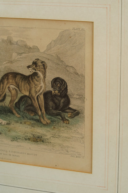 Antique Blackie & Son Hand-Colored Engraving, Wolves and Dogs