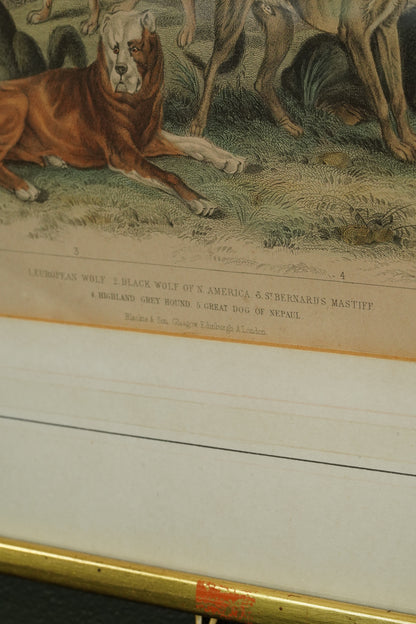 Antique Blackie & Son Hand-Colored Engraving, Wolves and Dogs