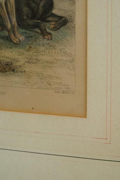 Antique Blackie & Son Hand-Colored Engraving, Wolves and Dogs