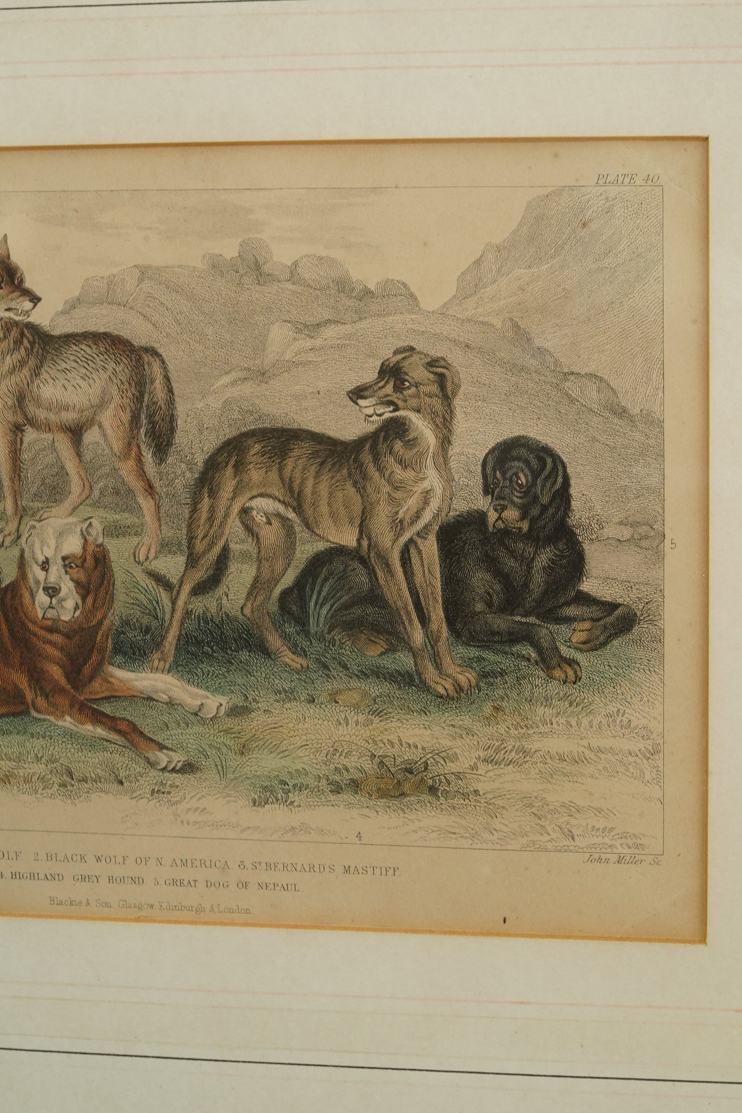 Antique Blackie & Son Hand-Colored Engraving, Wolves and Dogs