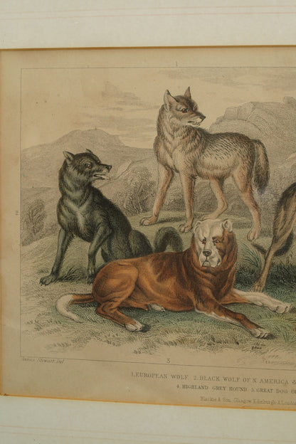 Antique Blackie & Son Hand-Colored Engraving, Wolves and Dogs