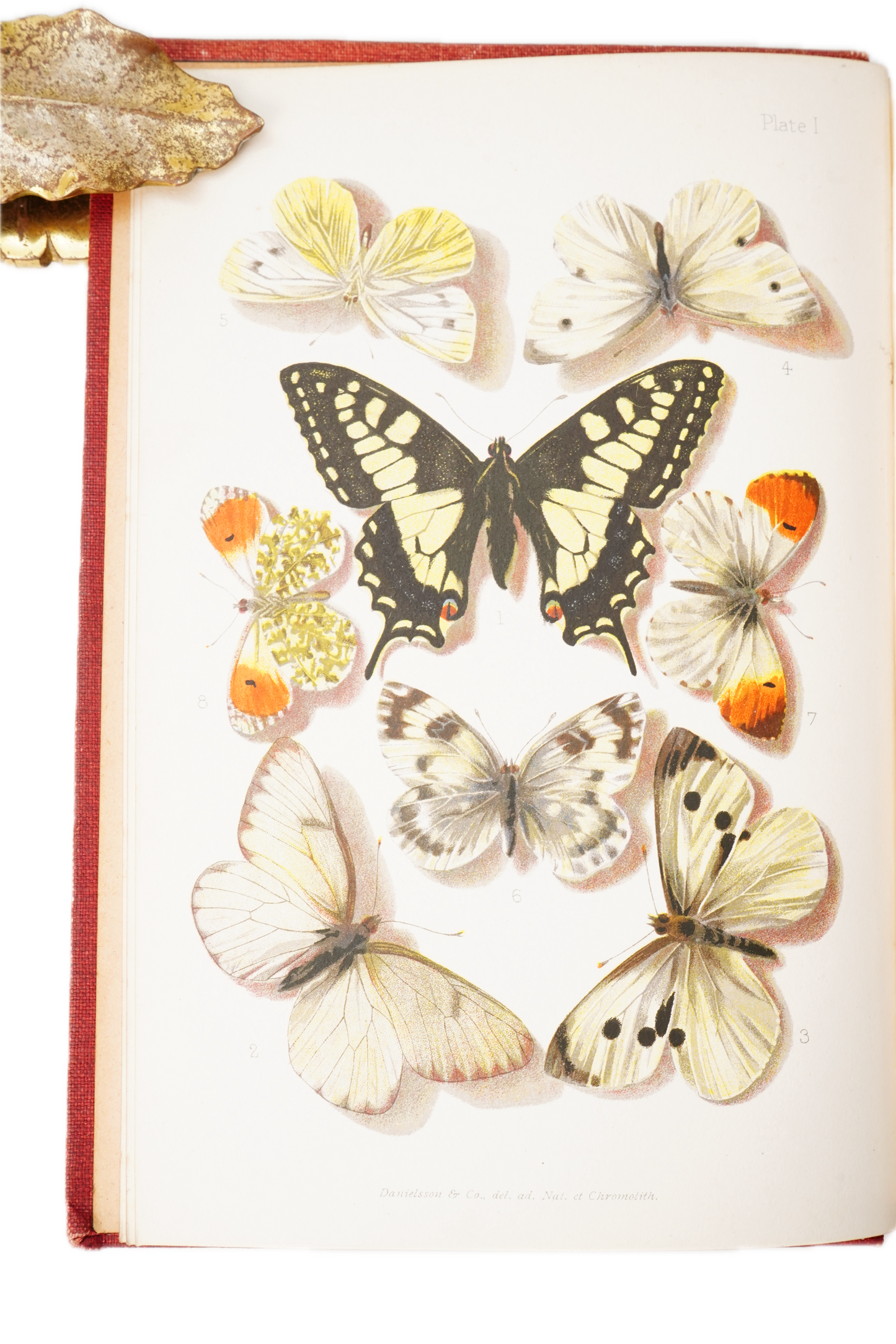 1897 British Butterflies and Moths Natural History Cloth Book