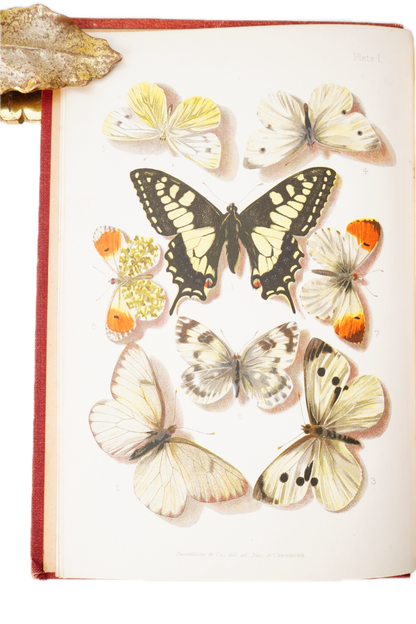 1897 British Butterflies and Moths Natural History Cloth Book