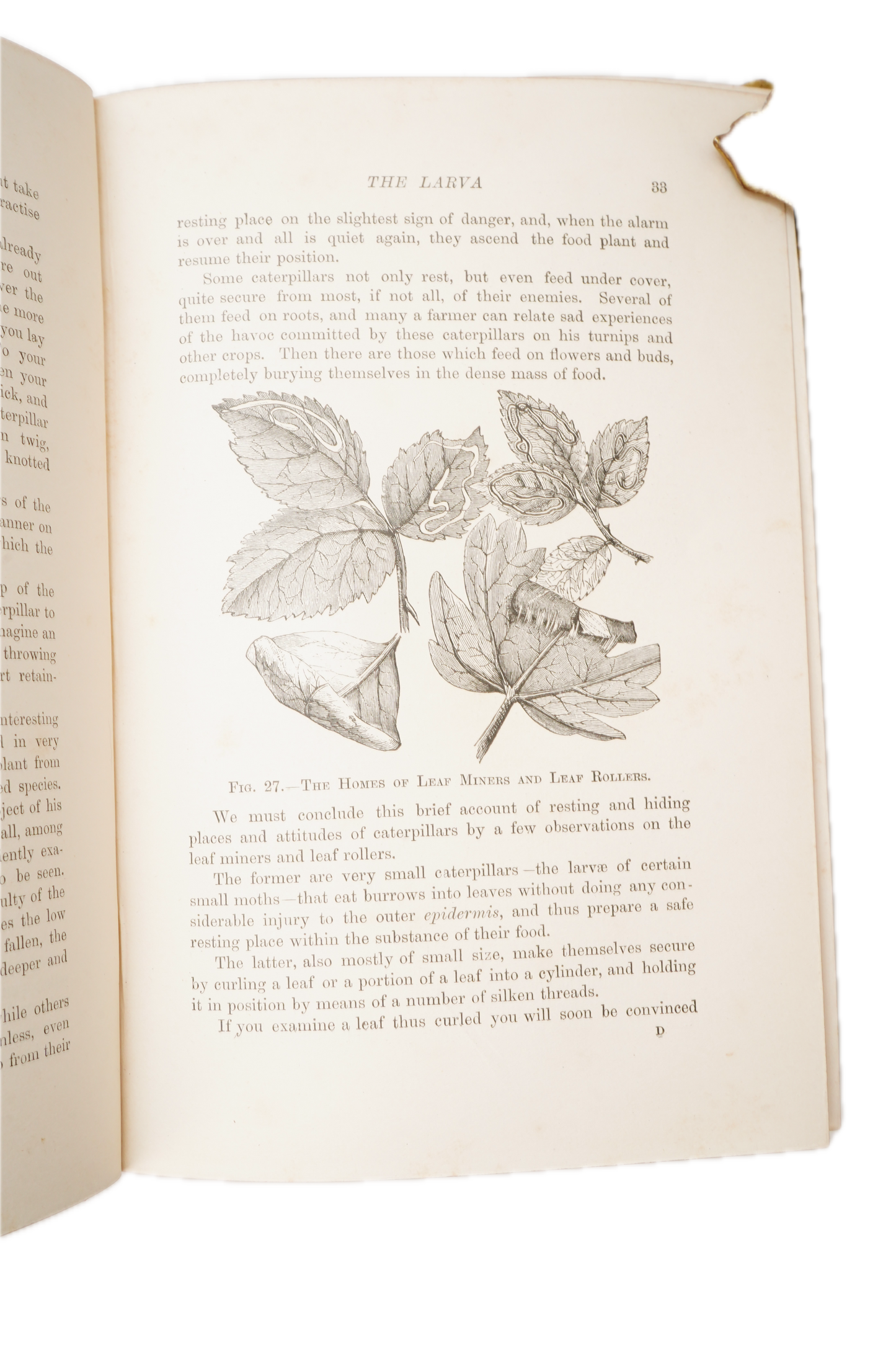 1897 British Butterflies and Moths Natural History Cloth Book