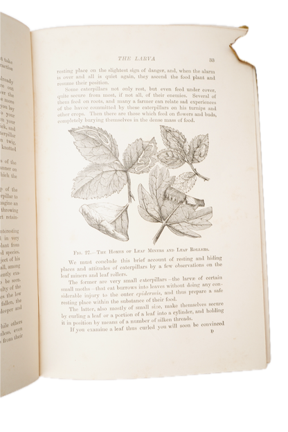 1897 British Butterflies and Moths Natural History Cloth Book