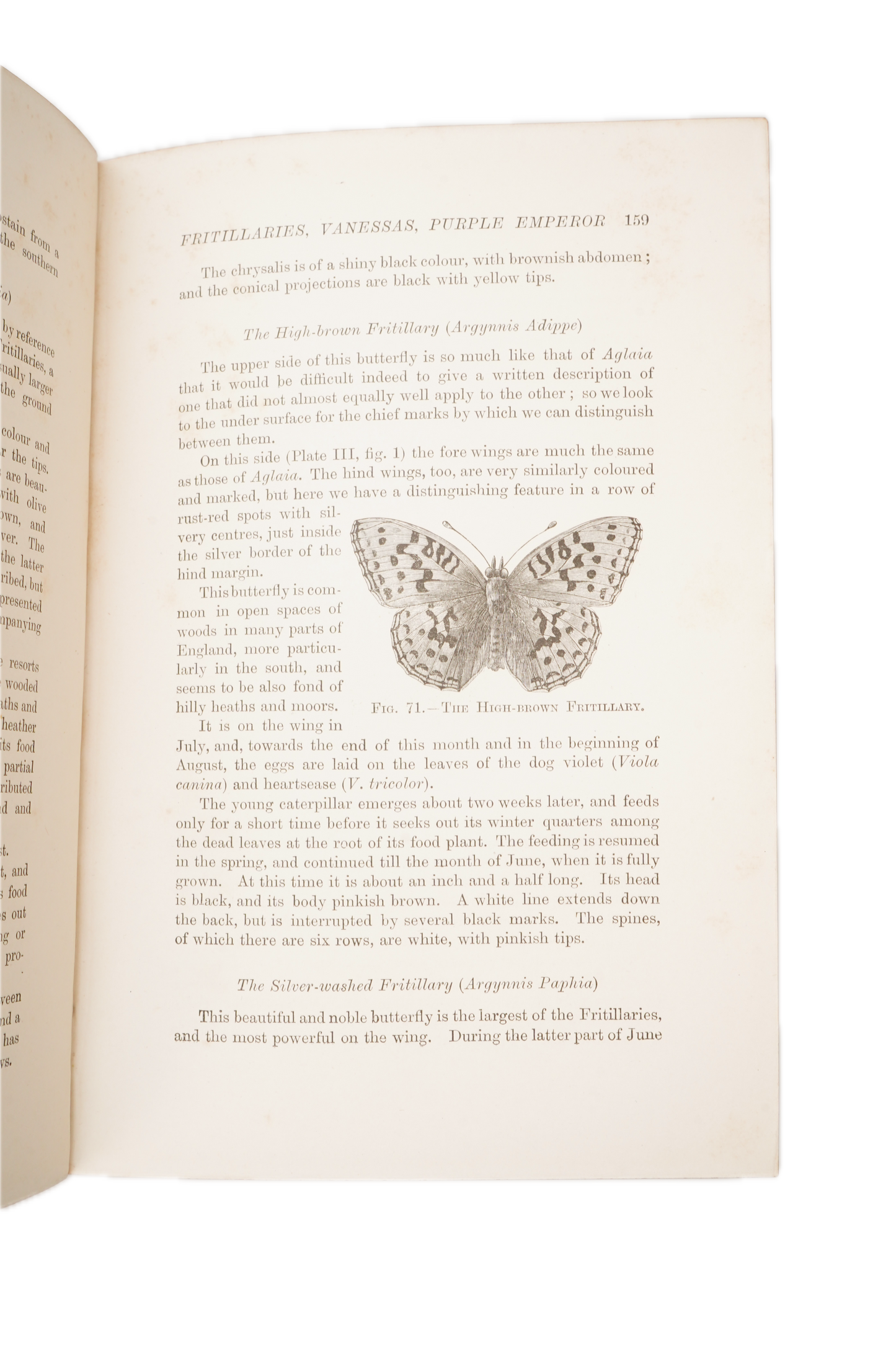 1897 British Butterflies and Moths Natural History Cloth Book