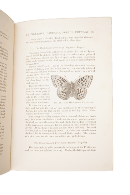 1897 British Butterflies and Moths Natural History Cloth Book