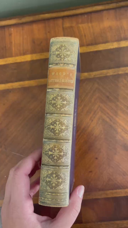 1877 Rev. J. G. Wood Natural History