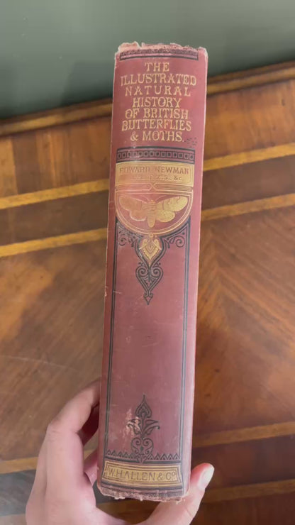 1875 Edward Newman British Butterflies and Moths